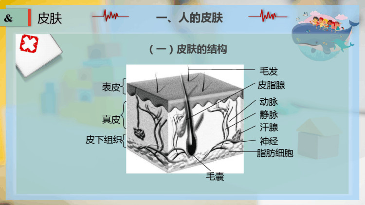 皮肤PPT