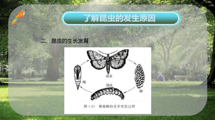 了解昆虫发生原因PPT