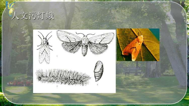常见叶部虫害—灯蛾类PPT