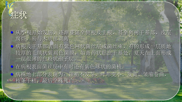 根部病害—根腐根朽病类PPT