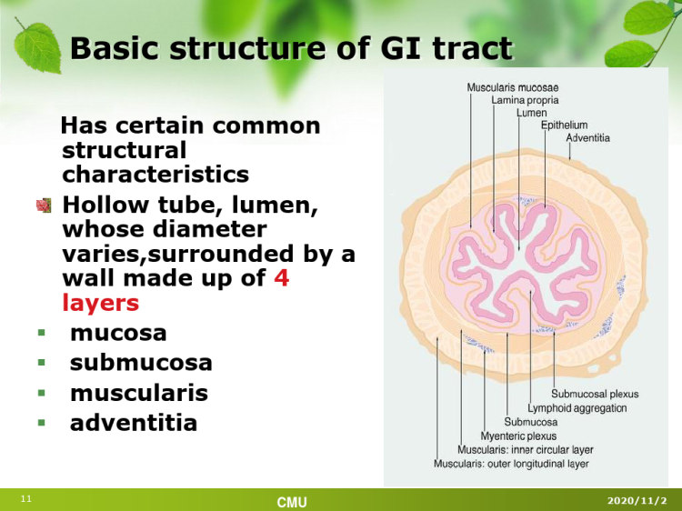 digestivetractPPT