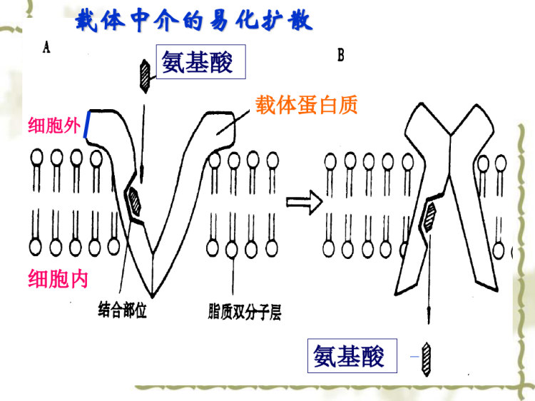 解剖生理学细胞PPT