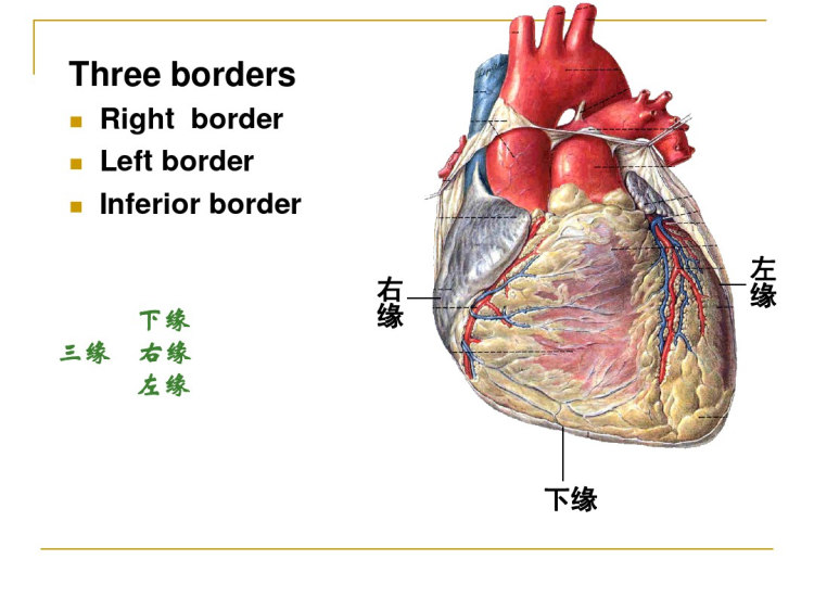 心脏解剖学PPT