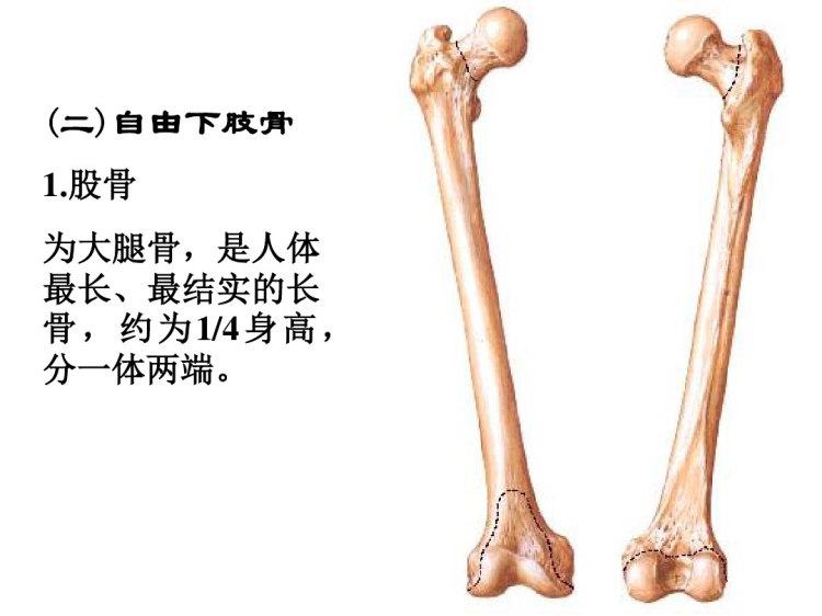 下肢骨及其连结PPT