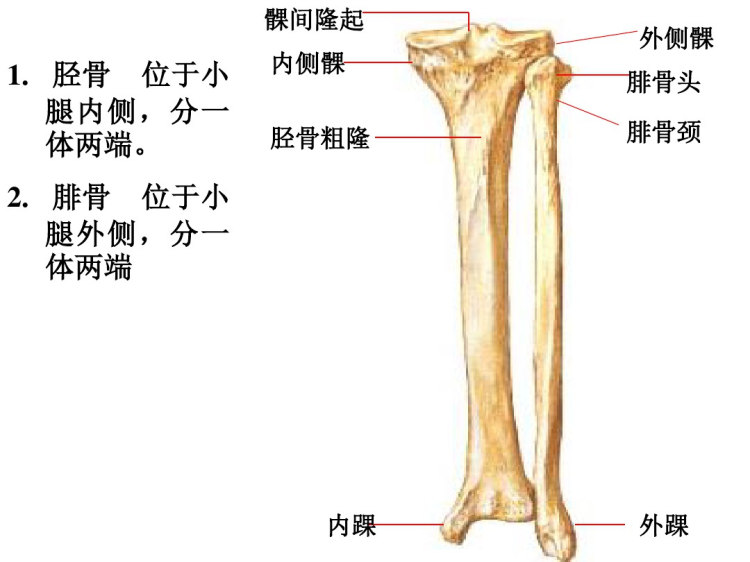 下肢骨及其连结PPT