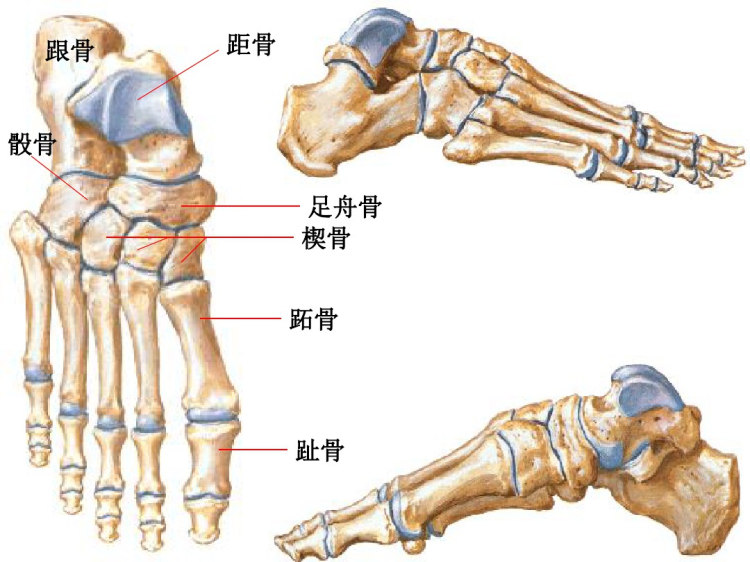 下肢骨及其连结PPT