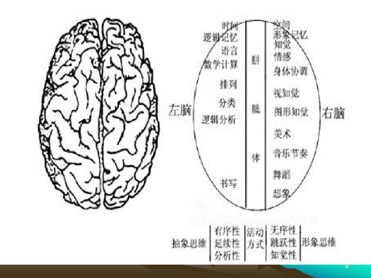 脑功能一侧化PPT