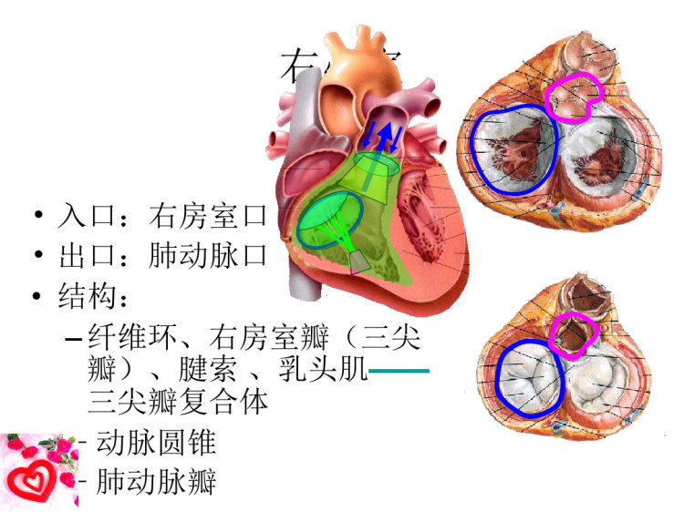 心绞痛与心肌梗死诊断与治疗PPT