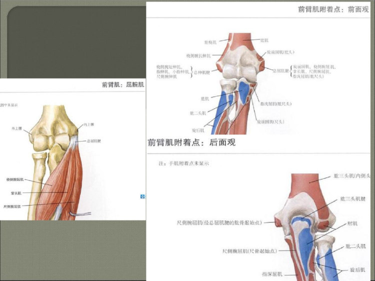 肘关节线常用测量及诊断分析PPT