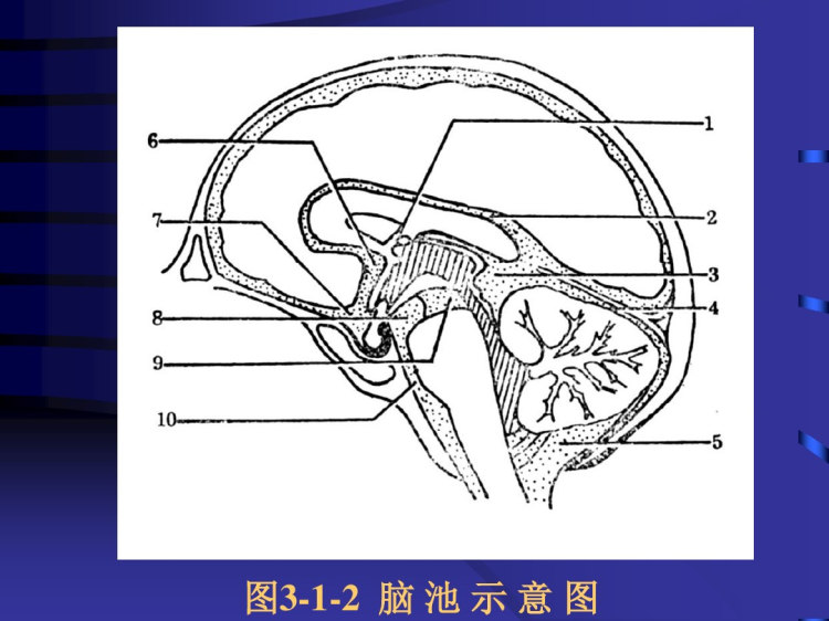 颅面影像解剖PPT