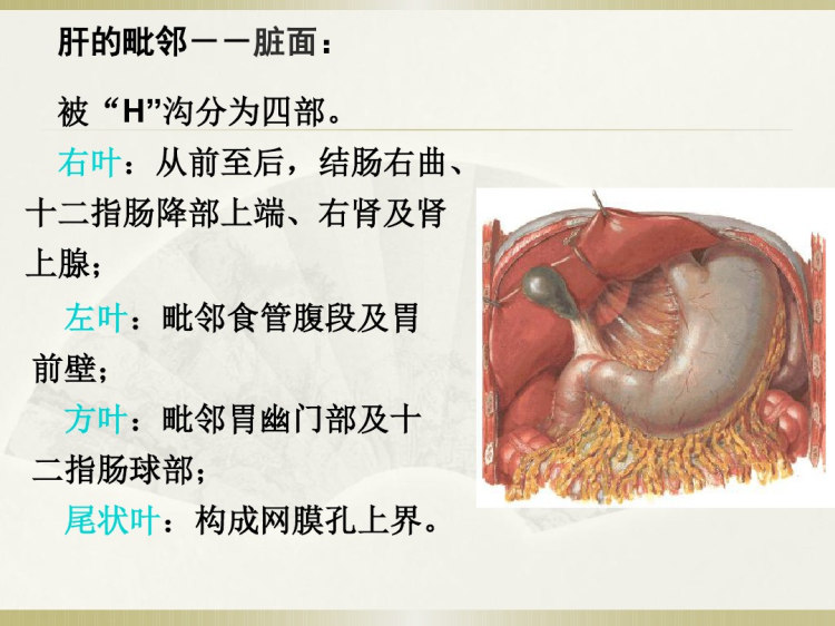上腹部脏器解剖PPT