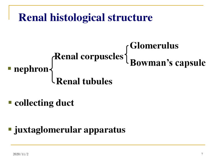 UrinarysystemPPT
