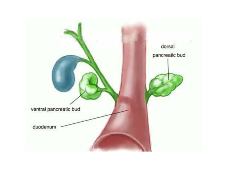 ChPancreas注解PPT