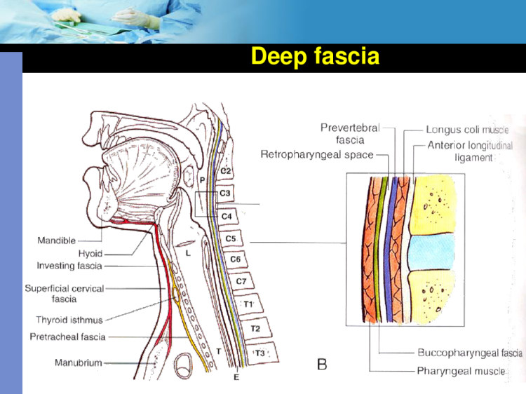 posteriortriangleofneckPPT