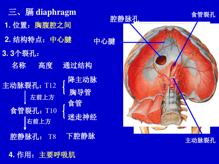 系统解剖学肌学PPT
