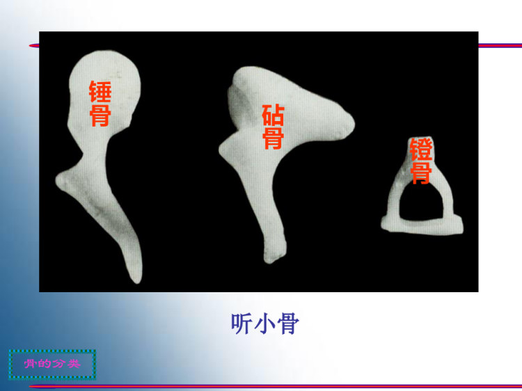 系统解剖学骨学PPT