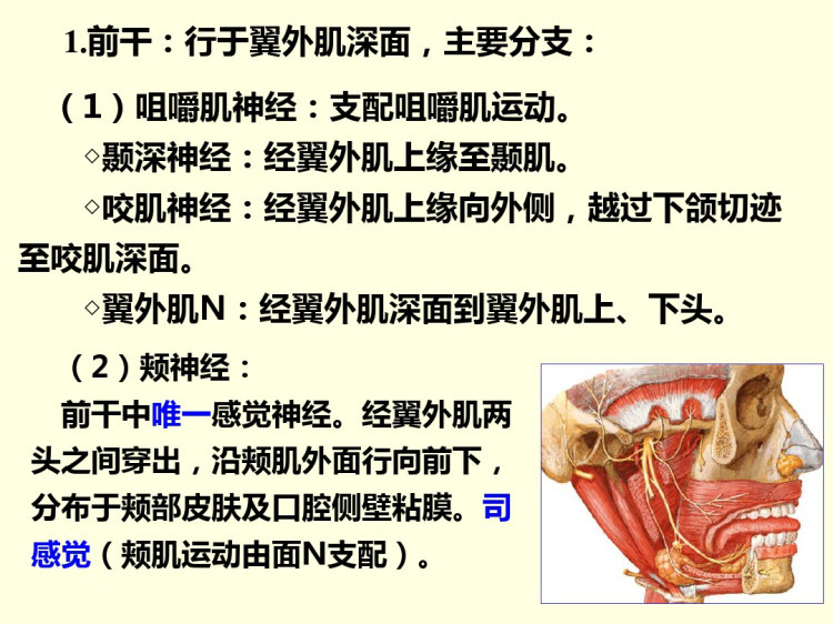 口腔颌面颈部有关神经PPT