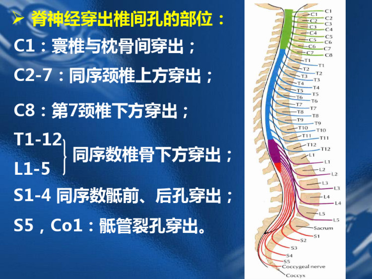 系统解剖学脊神经PPT