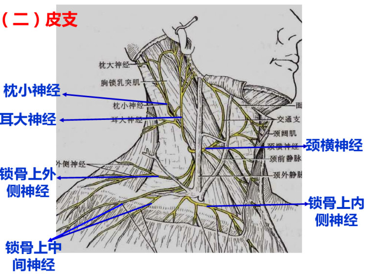 系统解剖学脊神经PPT