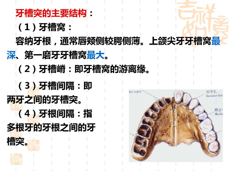 相关颅骨陈通PPT