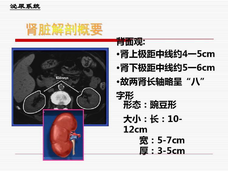泌尿超声检查习题版PPT