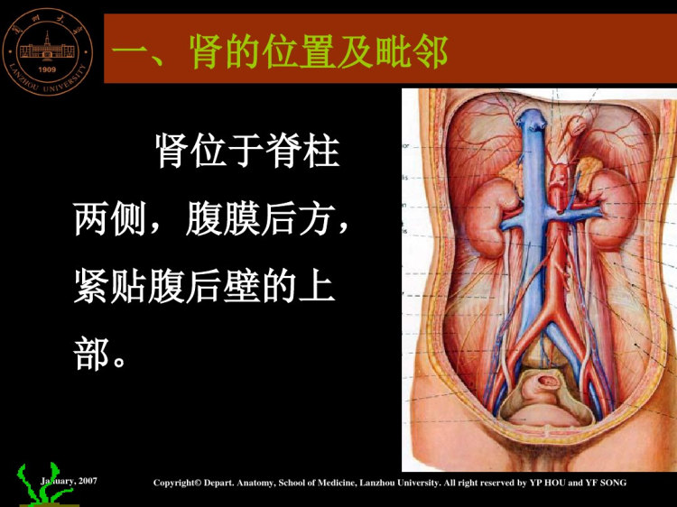 腹膜后隙解剖PPT