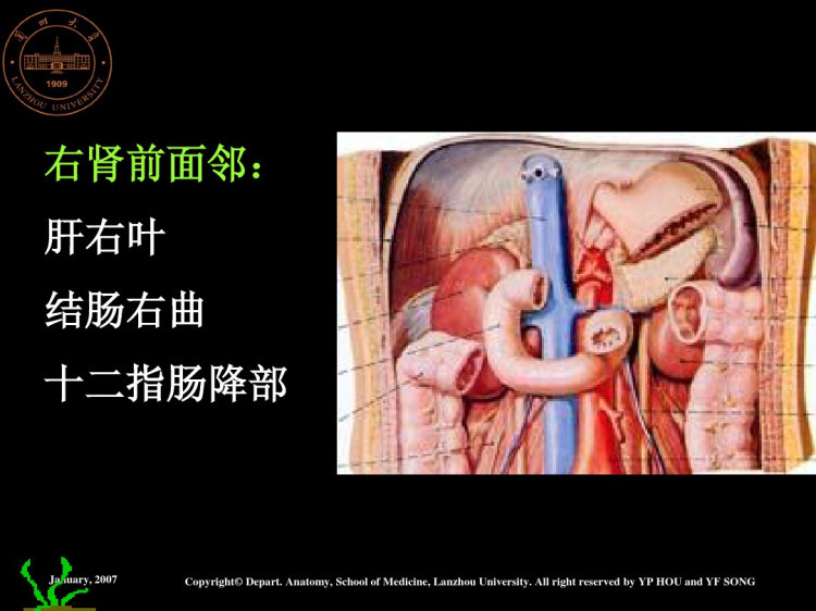 腹膜后隙解剖PPT