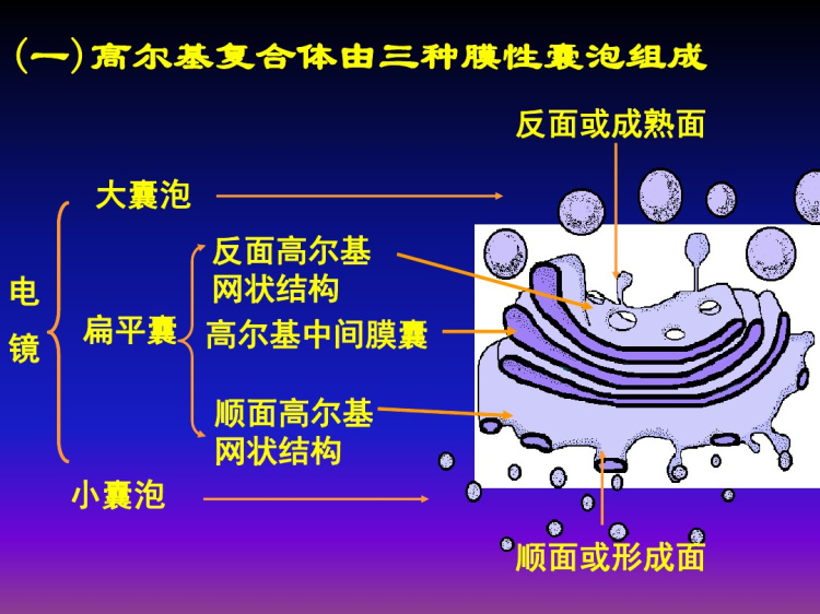 高尔基复合体PPT