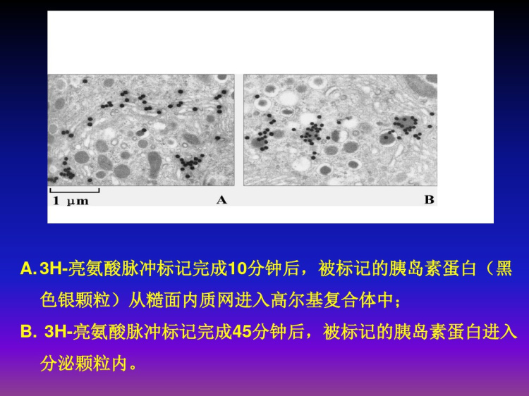 高尔基复合体PPT