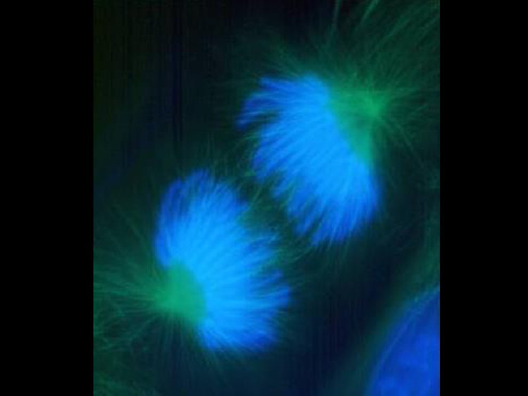 细胞生物学细胞增殖和分化上课PPT