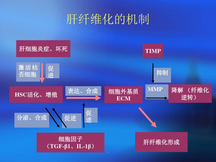 肝纤维化PPT