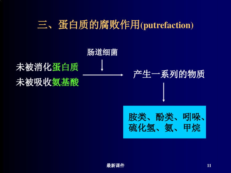 蛋白质分解代谢过程PPT