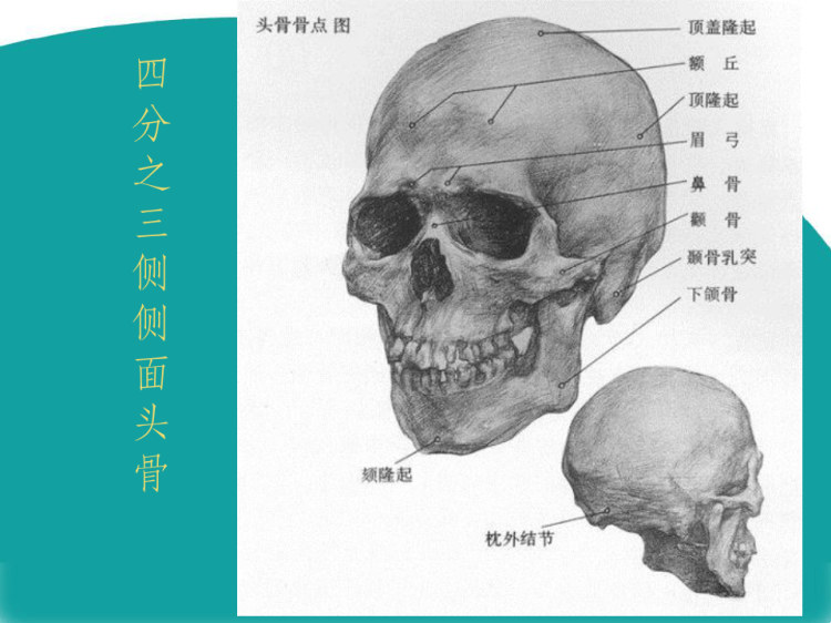 头骨及头部肌肉结构PPT