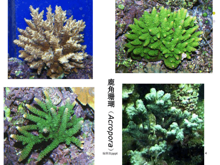 腔肠动物门PPT