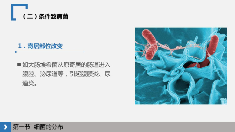 病原生物学与免疫学第三章PPT