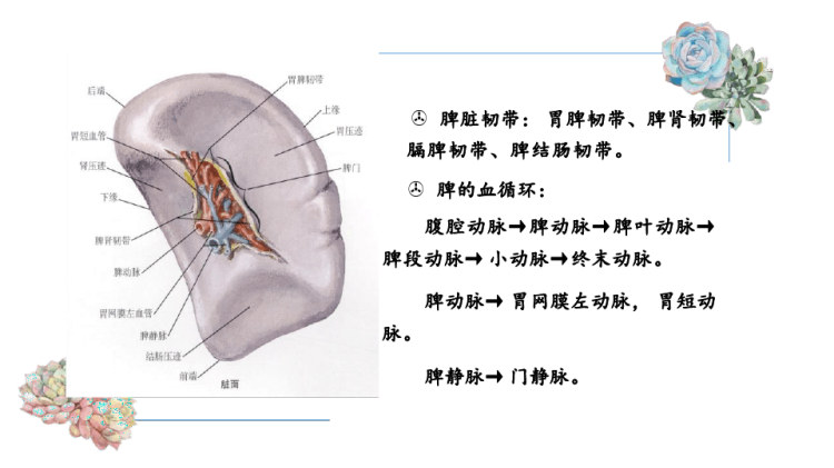 脾脏血管瘤的影像诊断与鉴别诊断PPT