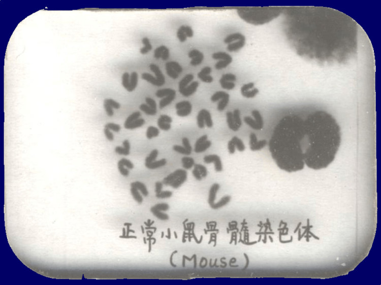 外源化学物的致突变作用及检测方法PPT
