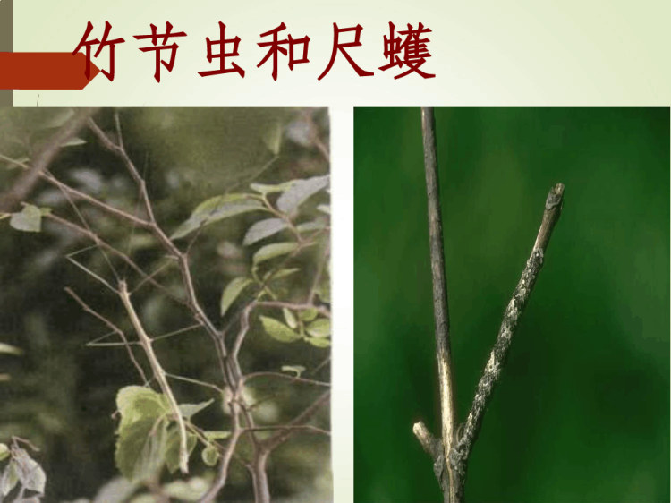 动物怎样保护自己PPT