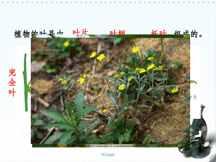 叶是光合作用的主要器官PPT