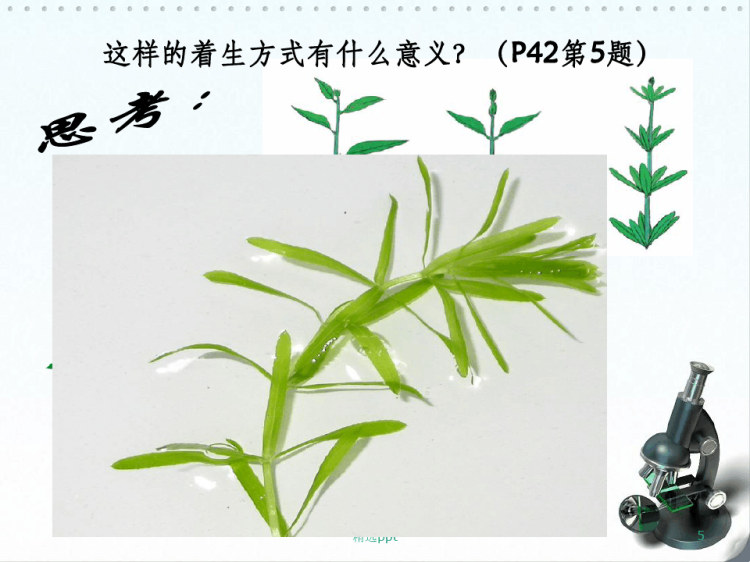 叶是光合作用的主要器官PPT