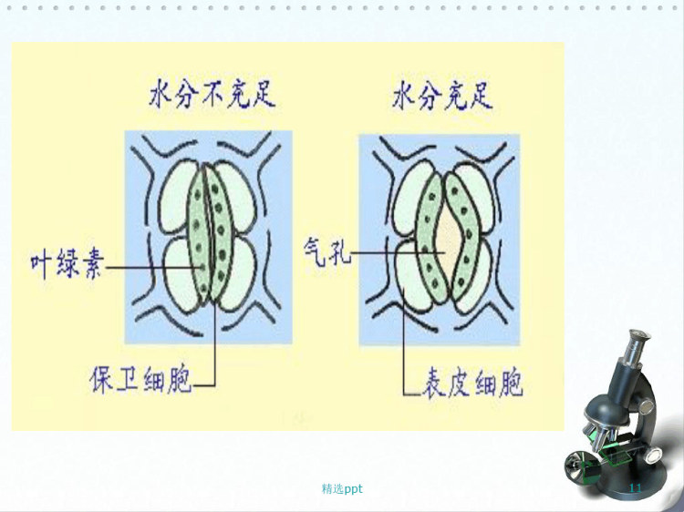 叶是光合作用的主要器官PPT