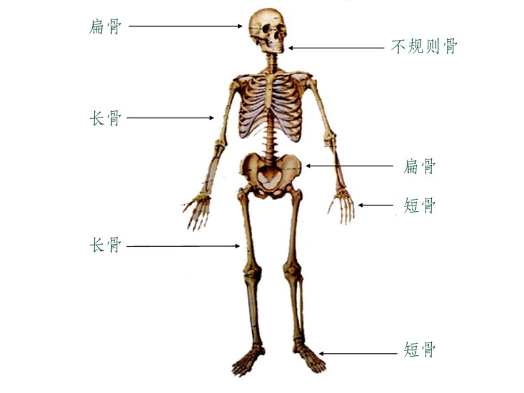 医学影像学骨骼系统PPT
