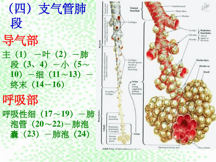 肺及肺段解剖PPT