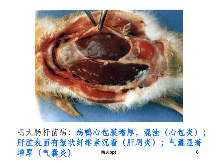 鸭病分析与治疗PPT