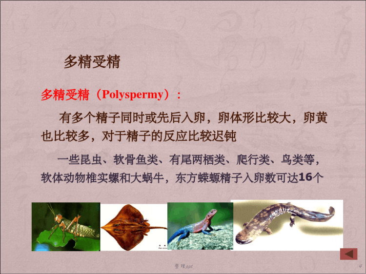雌核发育和雄核发育PPT