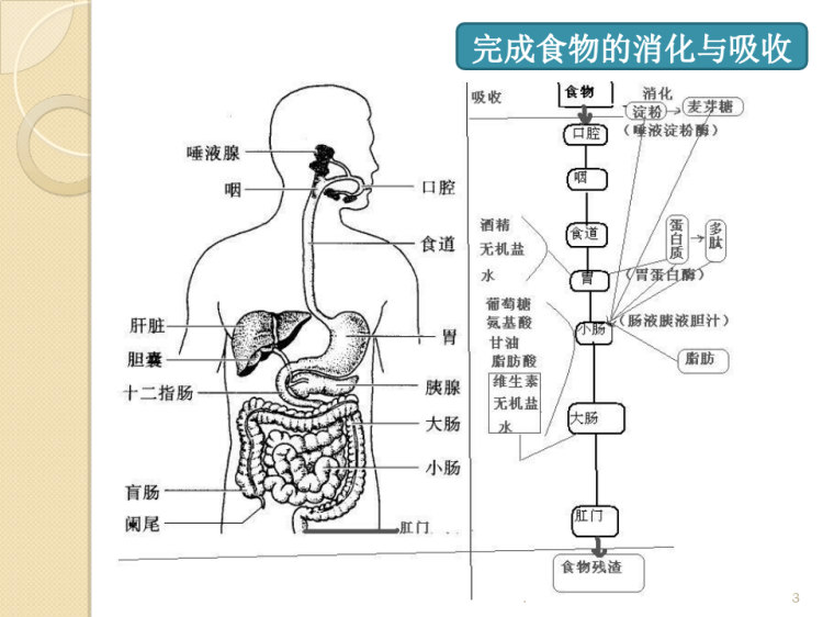 老年人消化系统疾病病人的护理PPT