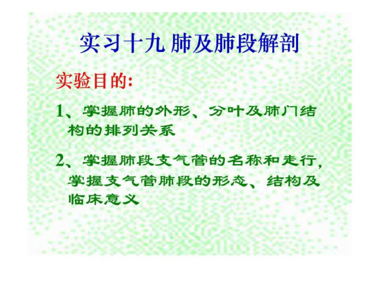 13页《肺及肺段解剖》PPT