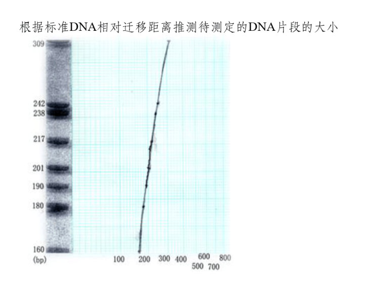核酸电泳与检测PPT