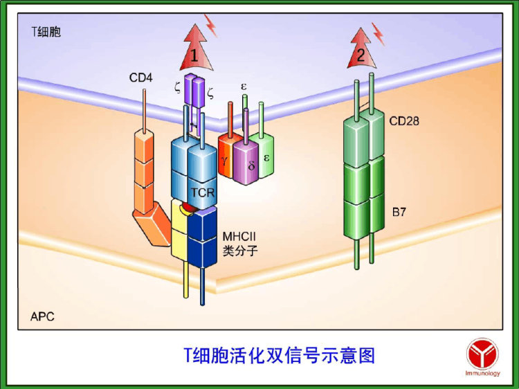 医学免疫学AC与抗原的加工及提呈PPT