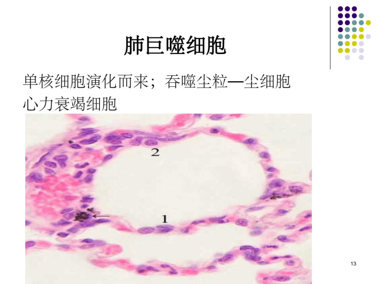 肺解剖生理PPT